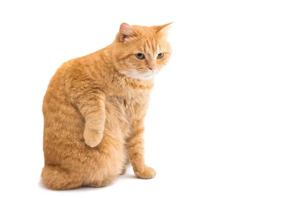 Gato vermelho escocês isolado — Fotografia de Stock