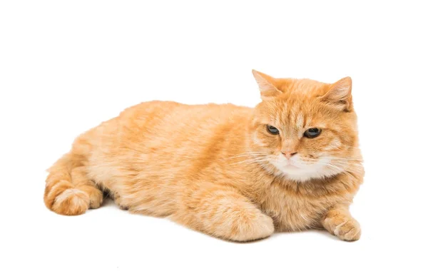 Szkocki kot czerwony na białym tle — Zdjęcie stockowe