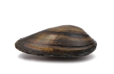 izole midye deniz ürünleri 