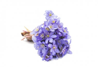 mantarı nobilis çiçek 