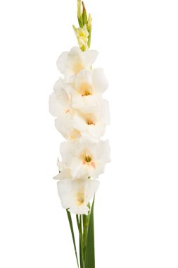 Glayöl beyaz bir arka plan üzerinde buket