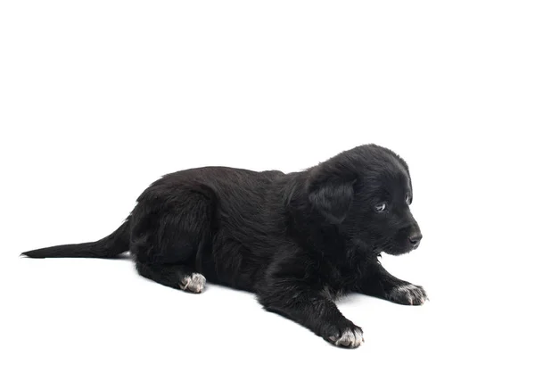 Cão preto isolado — Fotografia de Stock