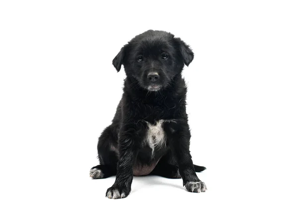 Cão preto isolado — Fotografia de Stock