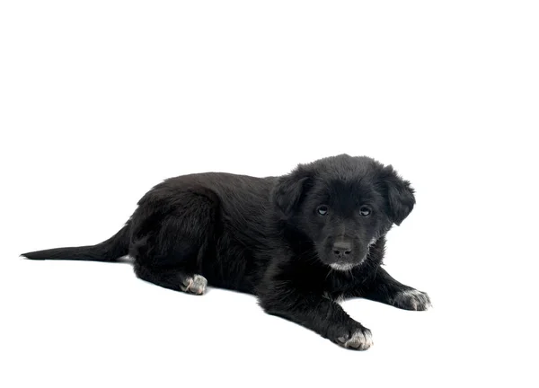 Black dog isolated — Stock Photo, Image