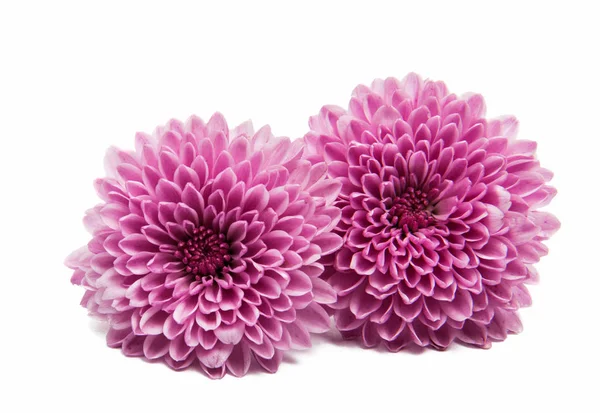 Beautiful chrysanthemum isolated — Stock Photo, Image