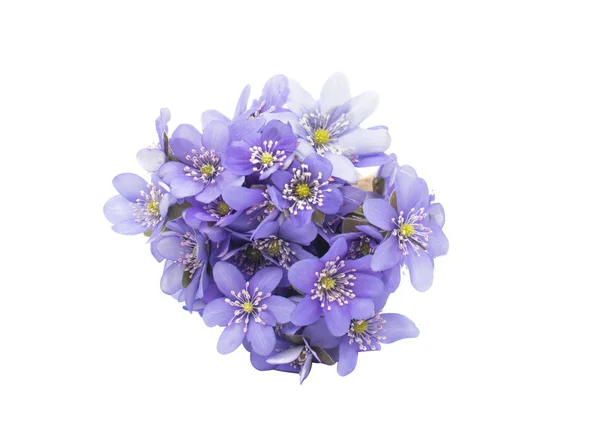 Hepatica nobilis virág — Stock Fotó