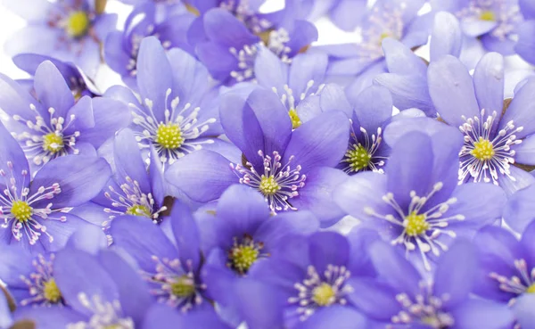Hepatica nobilis flower — Stockfoto