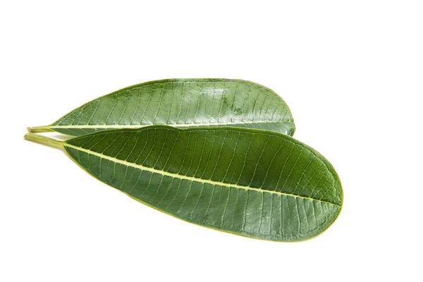 Φύλλο πράσινο plumeria απομονωμένες — Φωτογραφία Αρχείου