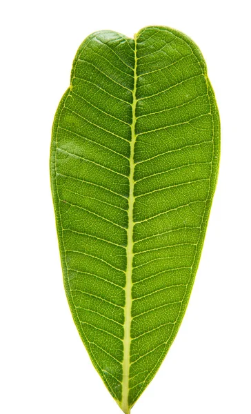 Plumeria zielony liść na białym tle — Zdjęcie stockowe