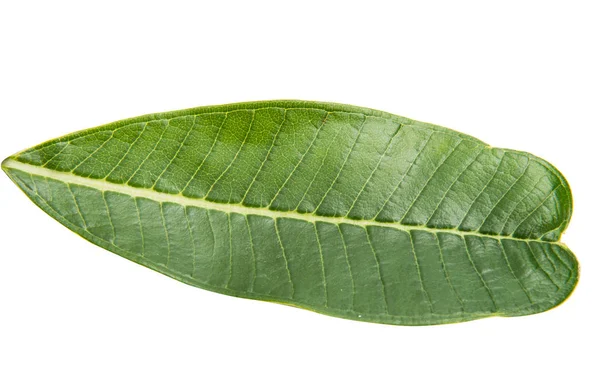 Folha de plumeria verde isolada — Fotografia de Stock