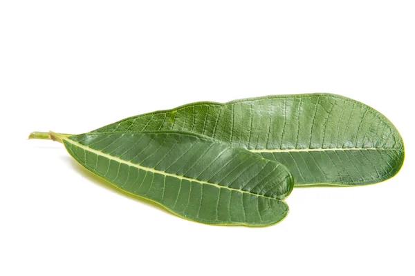 Grün plumeria Blatt isoliert — Stockfoto