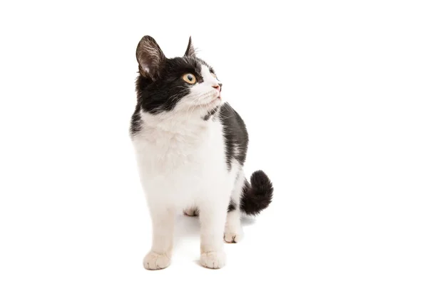 Fekete-fehér macska — Stock Fotó