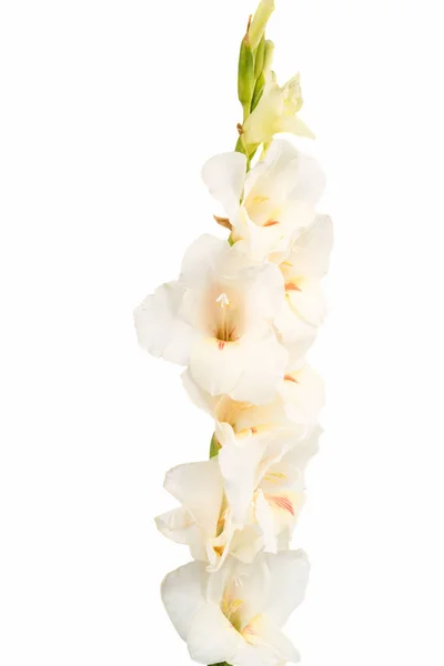 Buquê de gladiolus sobre um fundo branco — Fotografia de Stock