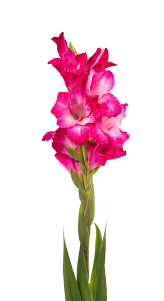 Bouquet of gladiolus on a white background — Stock Photo, Image