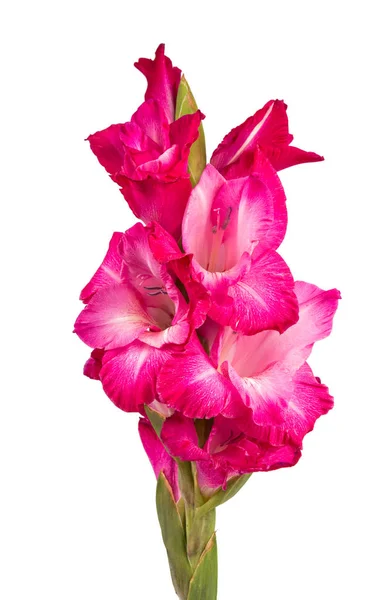 Bukett gladiolus på vit bakgrund — Stockfoto