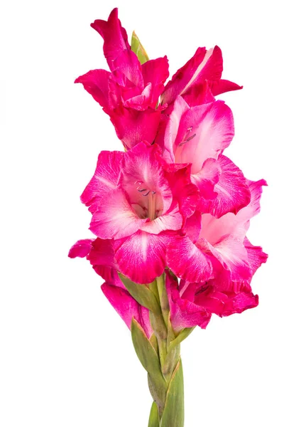 Buquê de gladiolus sobre um fundo branco — Fotografia de Stock