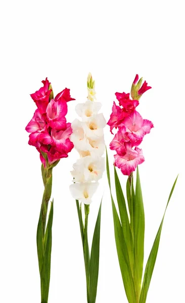 Buquê de gladiolus sobre um fundo branco — Fotografia de Stock