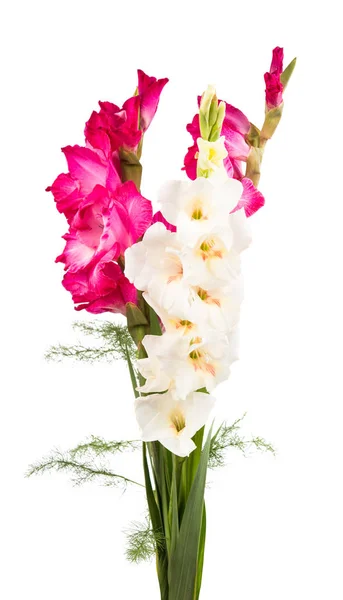 Gladiolenstrauß auf weißem Hintergrund — Stockfoto