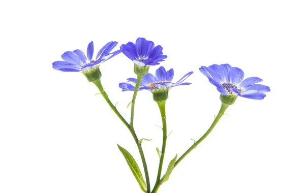 Blue cineraria isolated — Stock Photo, Image