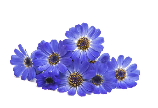 Blauwe cineraria geïsoleerd — Stockfoto