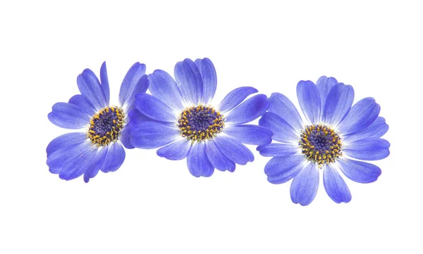 Blue cineraria isolated — Stock Photo, Image