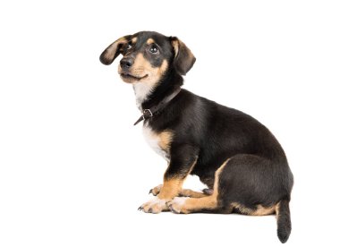Genç dachshund köpek 
