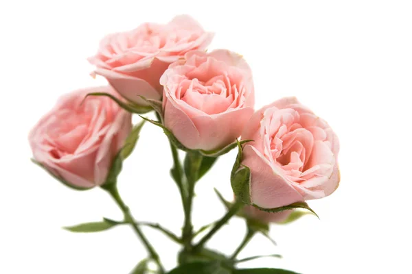 Pink roses isolated — Stock Photo, Image