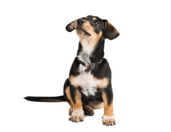Genç dachshund köpek — Stok fotoğraf