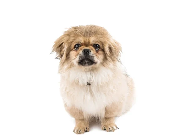 Vackra pekinese isolerade — Stockfoto