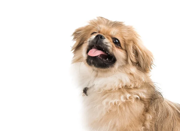 Schöne Pekinesen isoliert — Stockfoto