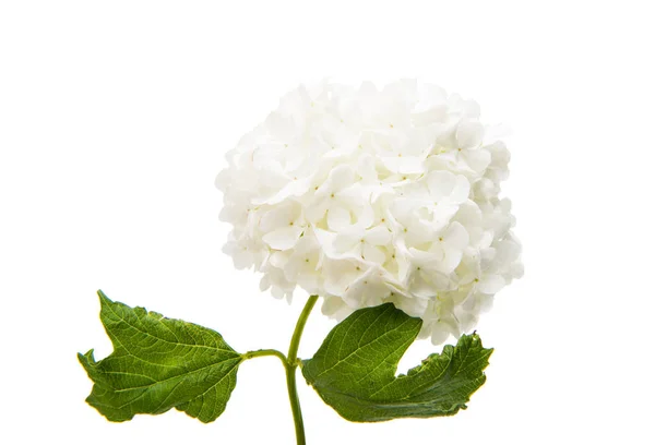 Hydrangea bloemen geïsoleerd — Stockfoto