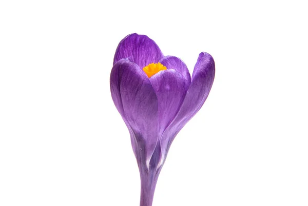 Frühlingsblume der Fliederkrokusse — Stockfoto