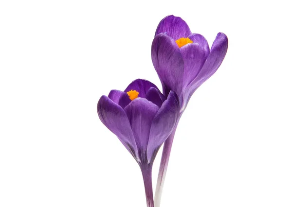 Jarní květ lila šafrán — Stock fotografie