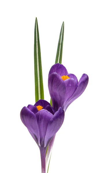 Spring flower of lilac crocus — Stock Photo, Image