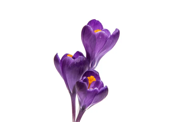 Jarní květ lila šafrán — Stock fotografie
