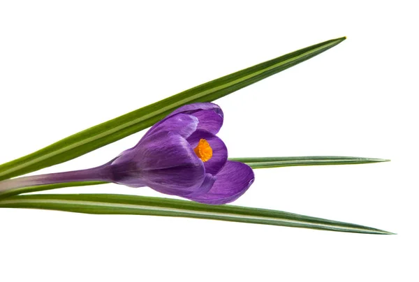 Frühlingsblume der Fliederkrokusse — Stockfoto