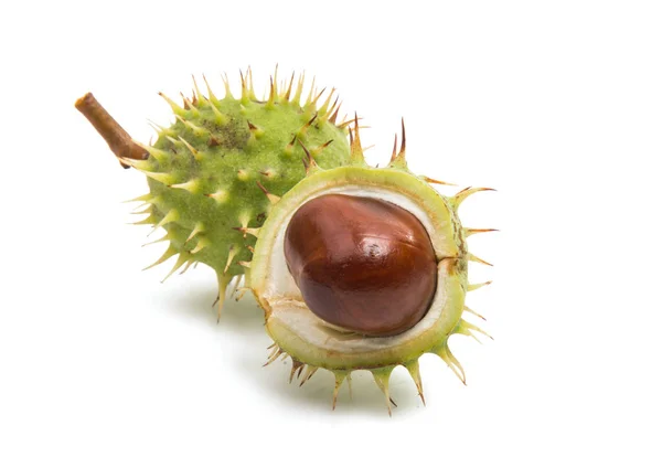 Chestnut brown isolated — Stock Photo, Image