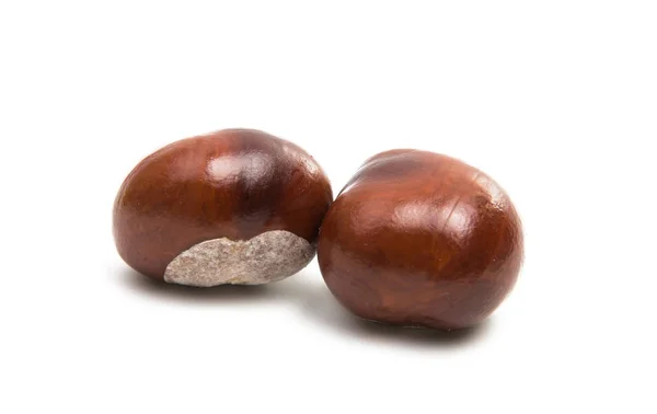 Chestnut brown terisolasi — Stok Foto