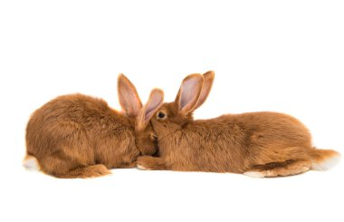 Kızıl saçlı tavşan hayvan 
