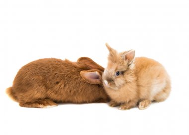 Kızıl saçlı tavşan hayvan 