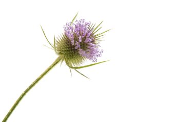 dulavratotu prickle izole 