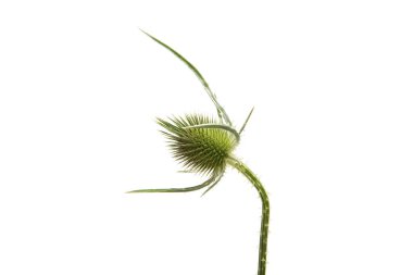 izole dulavratotu çiçekler 