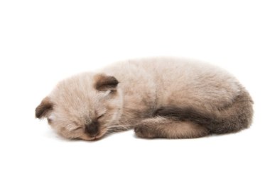 İzole İskoç yavru kedi 