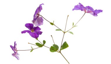 izole akasma çiçek 