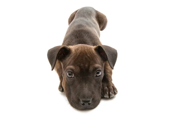Cucciolo terrier isolato — Foto Stock