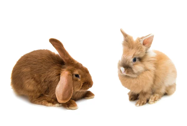 赤髪ウサギ動物 — ストック写真