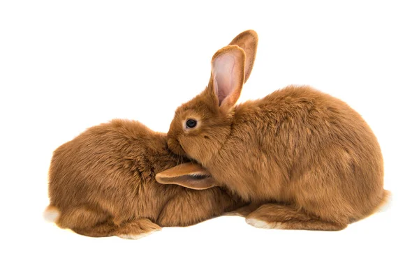 Rothaariges Kaninchen — Stockfoto