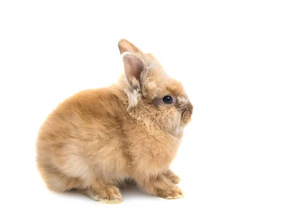 Red-haired rabbit animal — Stock Photo, Image