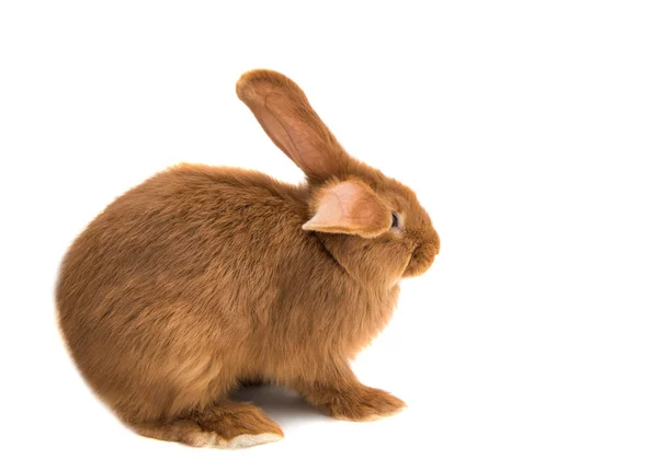 Zrzavý králík zvíře — Stock fotografie