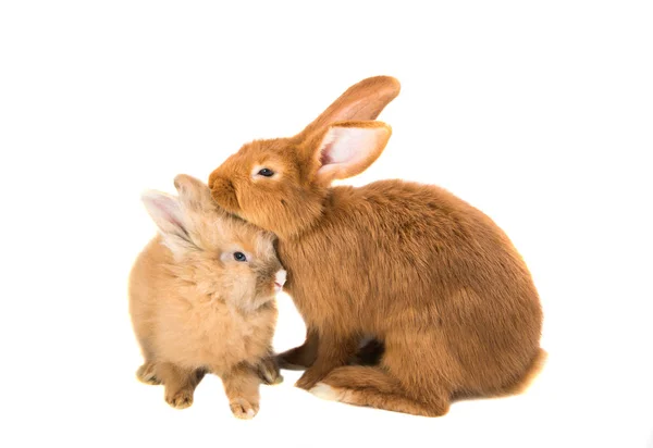 빨간 머리 토끼 동물 — 스톡 사진